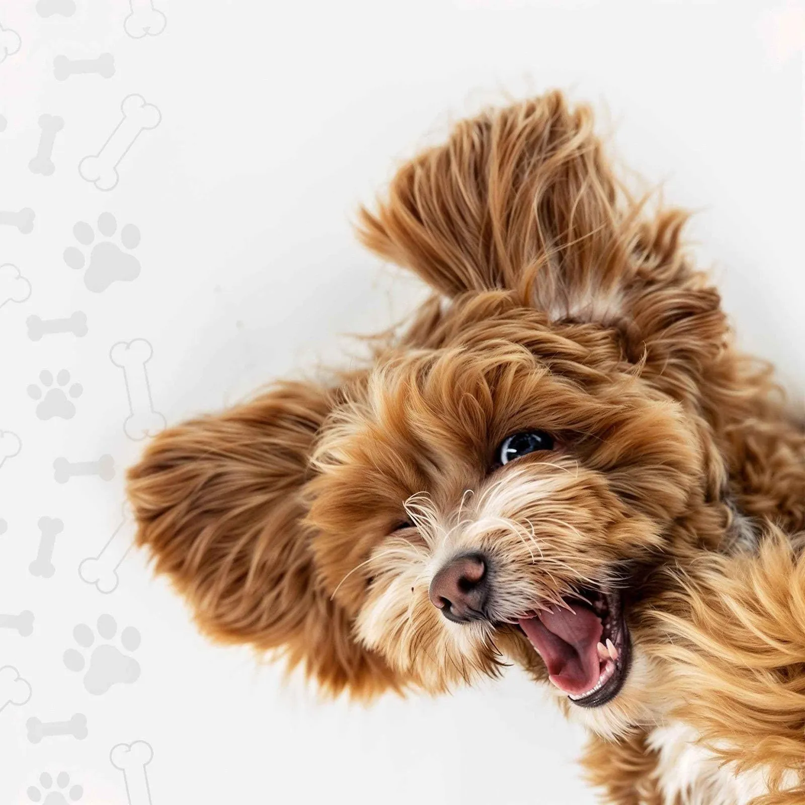 Hunde Stuff Shopify build — screen 1 of 12